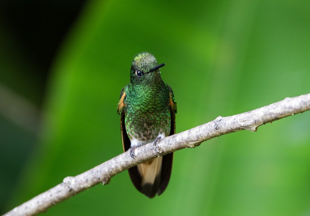 Buff-tailed Coronet - Jay McGowan