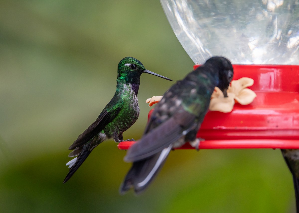 Purple-bibbed Whitetip - ML611935311