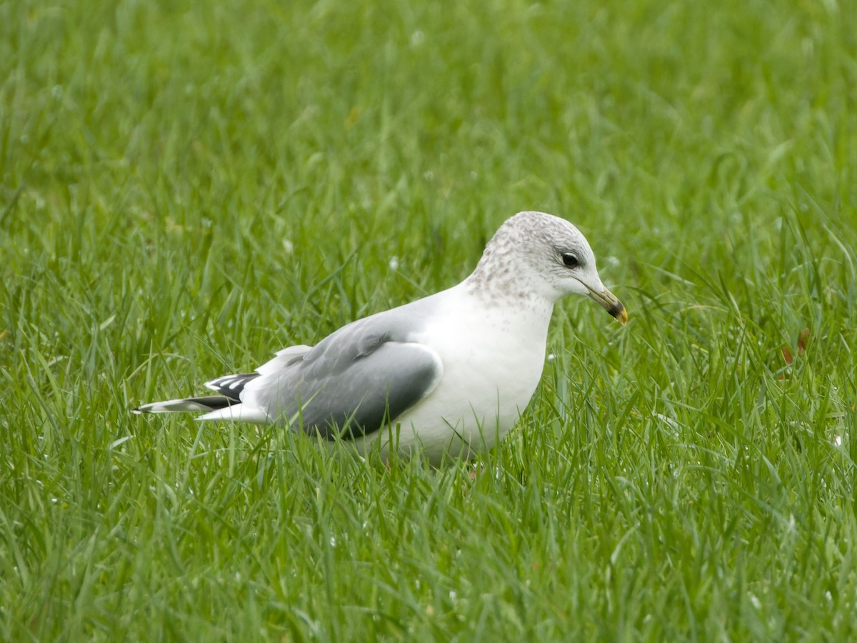 Common Gull - Rutger Koperdraad