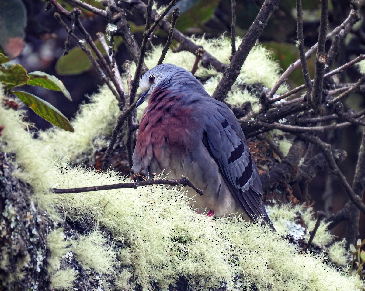 Maroon-chested Ground Dove - ML611935390