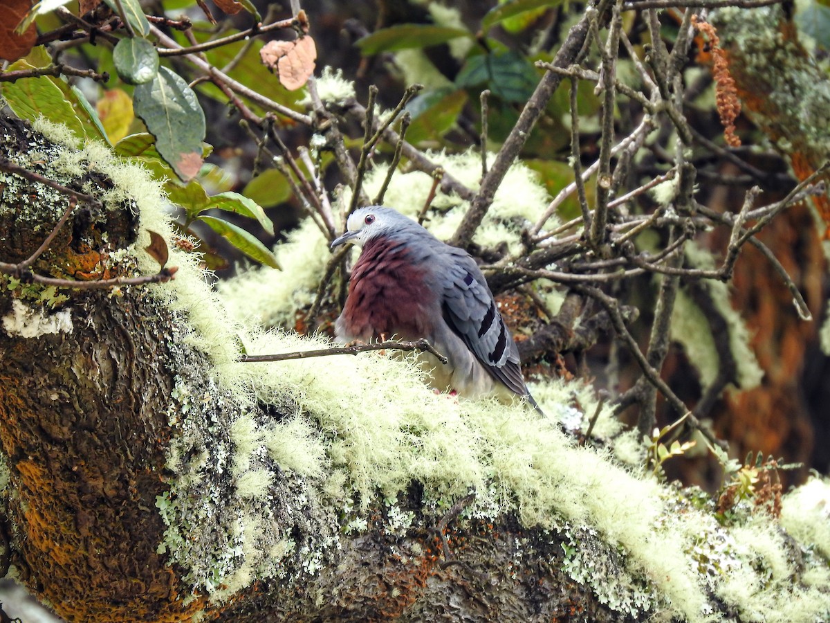 Maroon-chested Ground Dove - ML611935391
