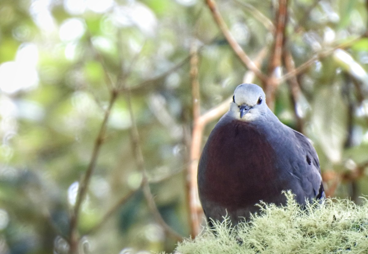 Maroon-chested Ground Dove - ML611935393