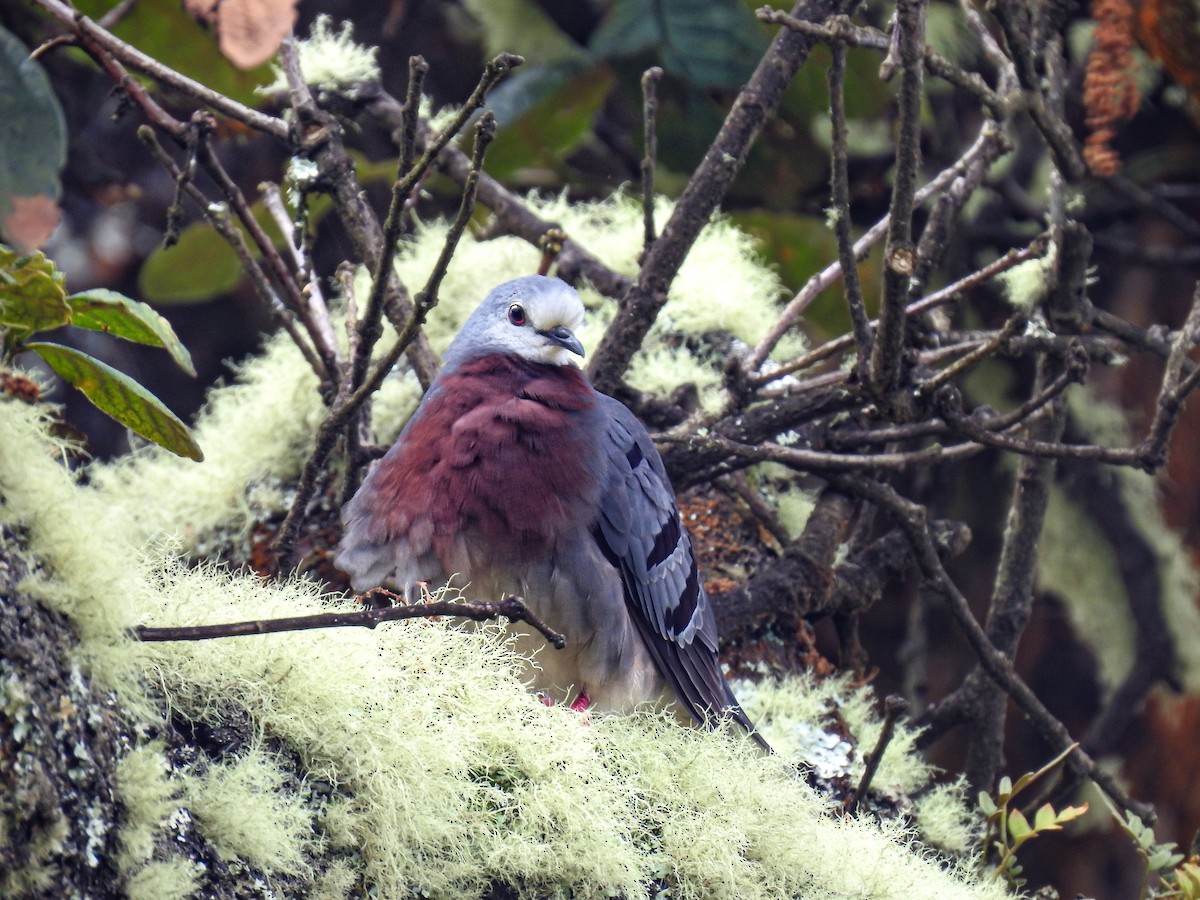 Maroon-chested Ground Dove - ML611935397