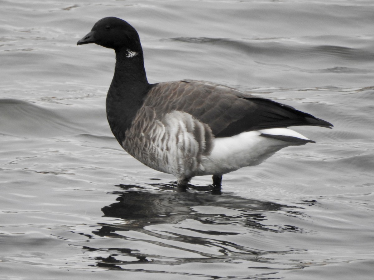 Brant (Pale-bellied) - Adrián Bartolomé Husson