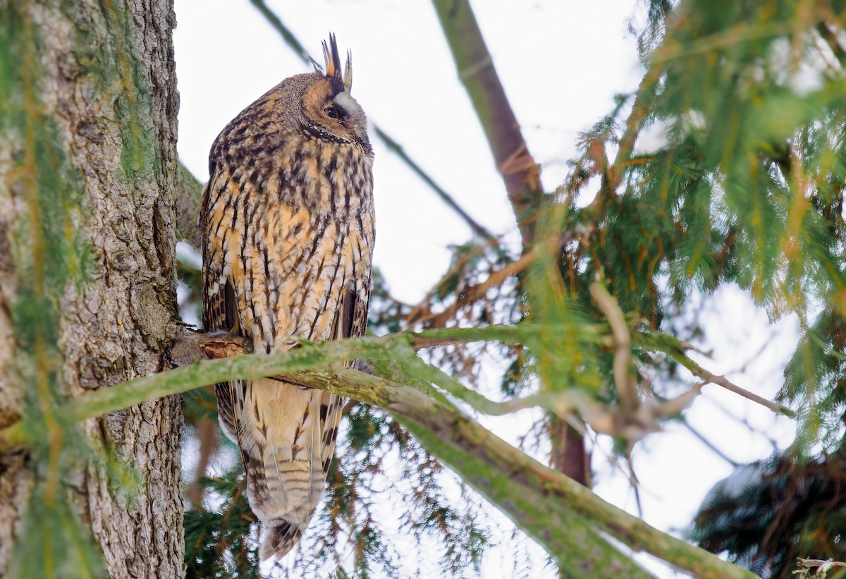 Long-eared Owl - ML611935442