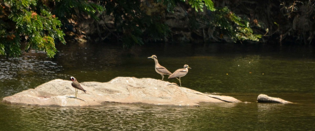 Great Thick-knee - ML61193551