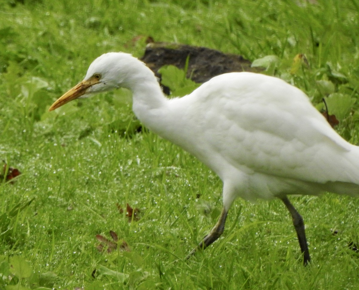 Western Cattle Egret - Adrián Bartolomé Husson