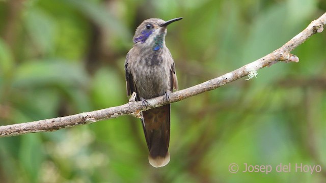 kolibřík fialovouchý - ML611935518