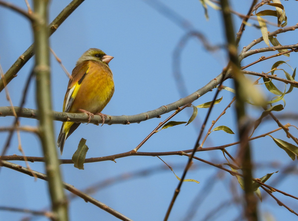 Oriental Greenfinch - ML611935535