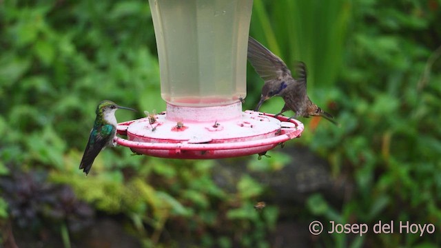 kolibřík fialovouchý - ML611935548