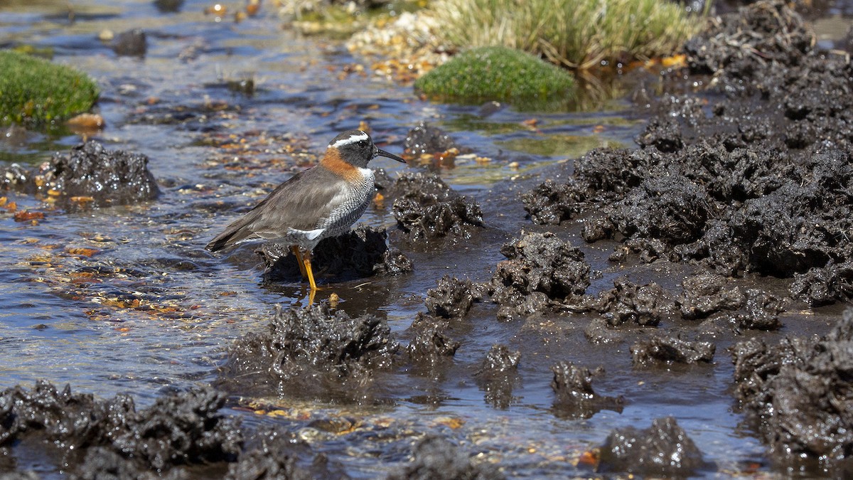 Diademed Sandpiper-Plover - ML611935576