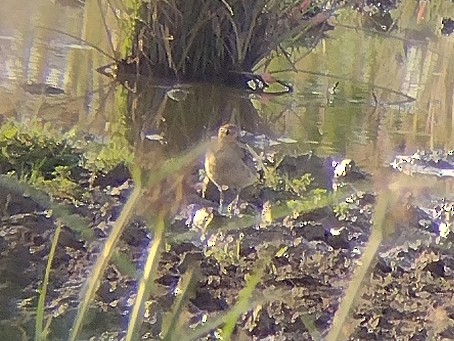 Pacific Golden-Plover - ML611935605