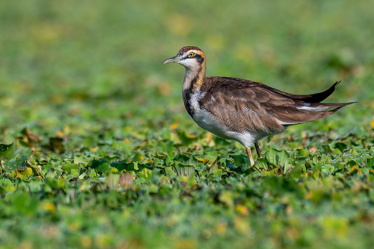 Pheasant-tailed Jacana - ML611935610