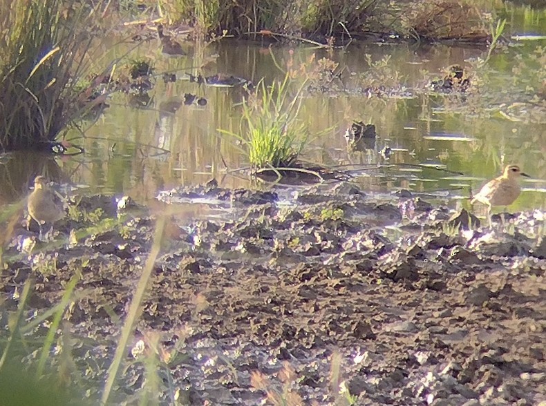 Pacific Golden-Plover - ML611935611