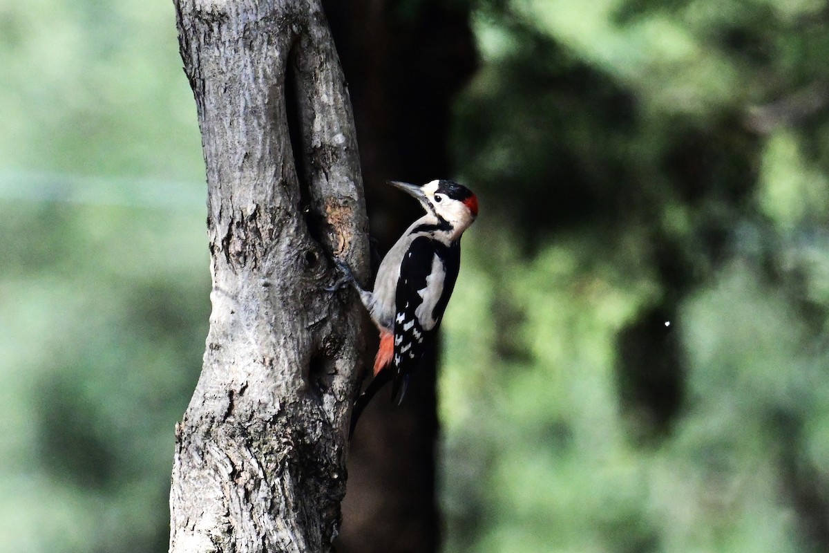 Syrian Woodpecker - ML611935667