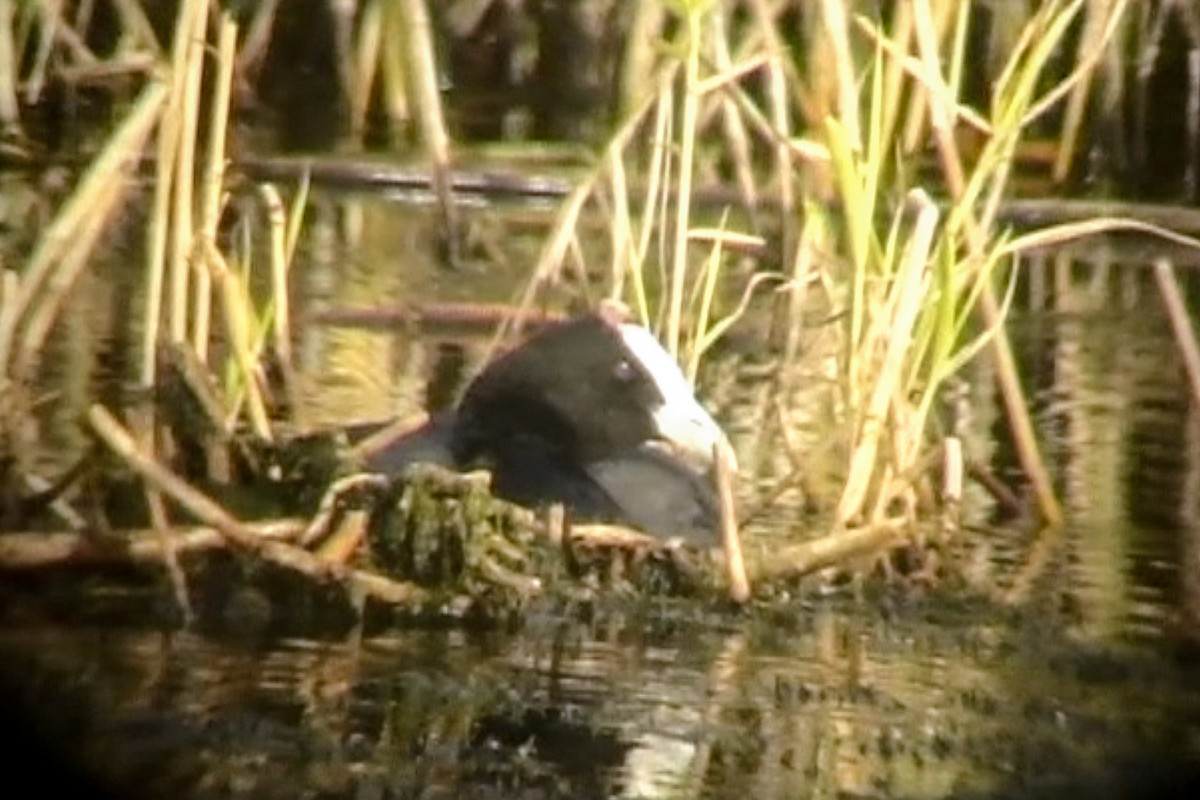 Eurasian x Red-knobbed Coot (hybrid) - ML611935778