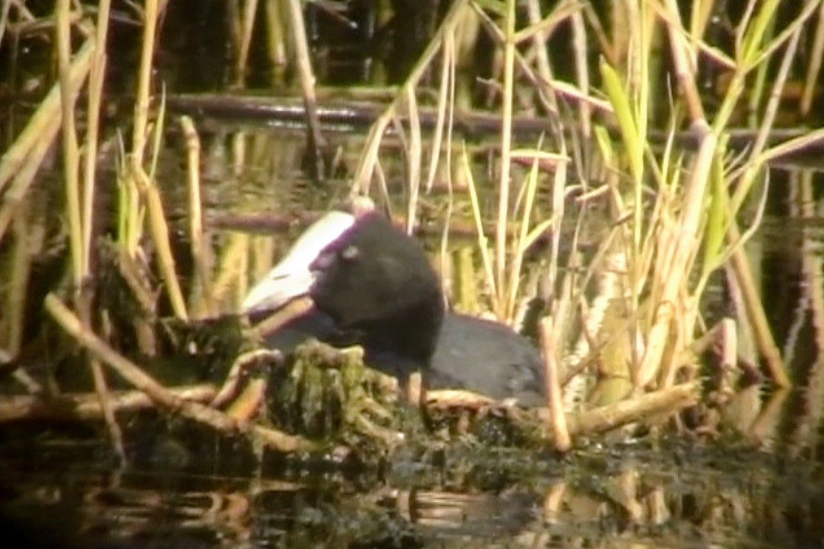 Eurasian x Red-knobbed Coot (hybrid) - ML611935779