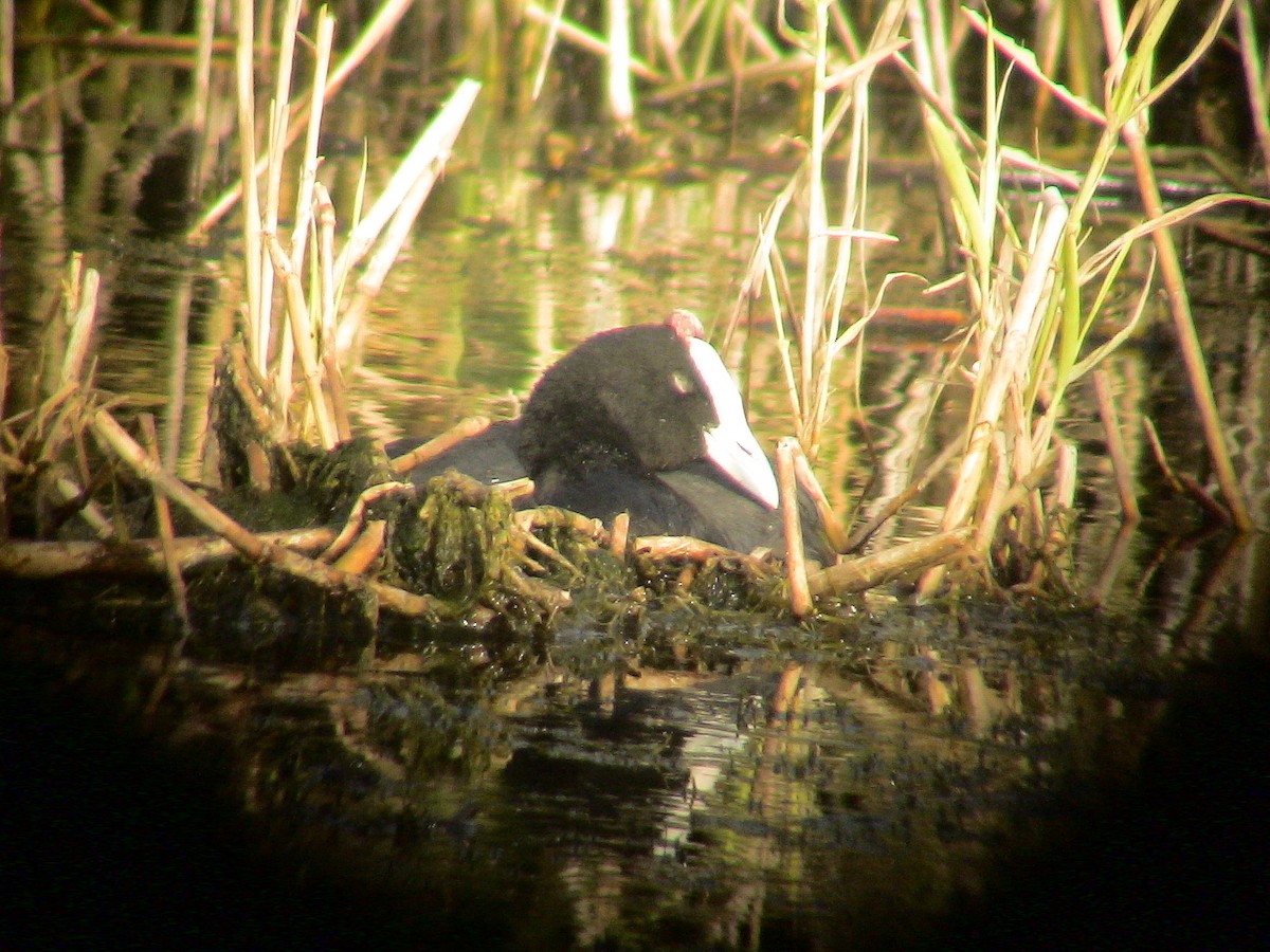 Eurasian x Red-knobbed Coot (hybrid) - ML611935780