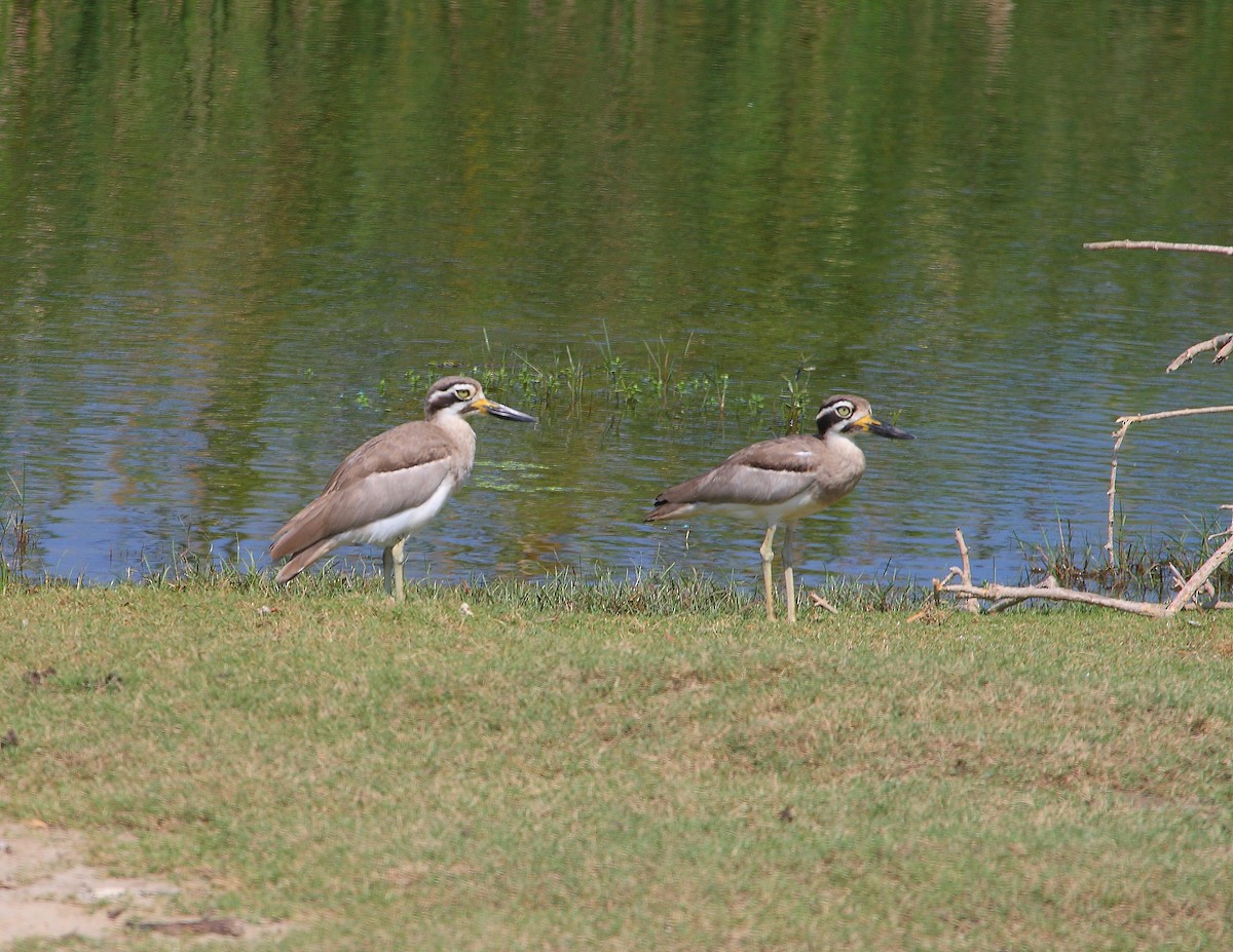 Great Thick-knee - ML611935810