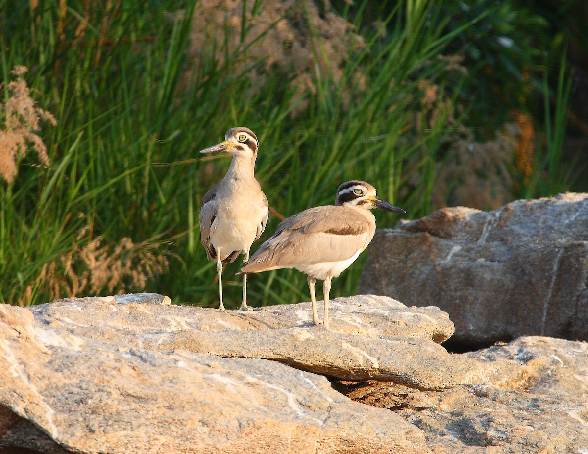 Great Thick-knee - ML611935812
