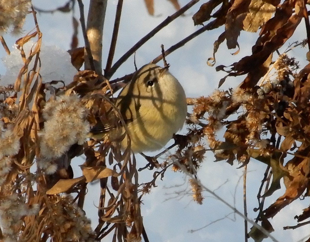 Orange-crowned Warbler - Marty Zelenietz