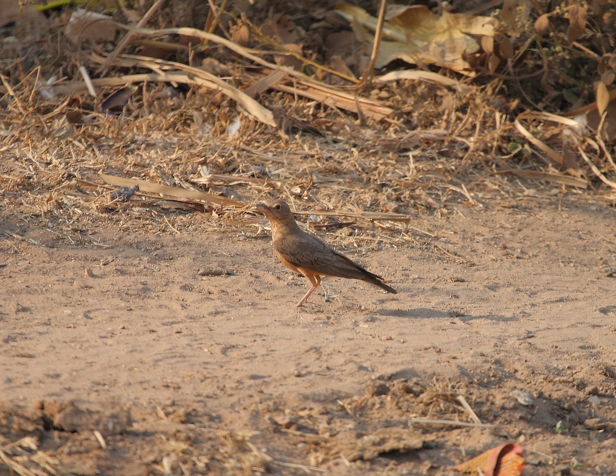 Rufous-tailed Lark - ML611935904