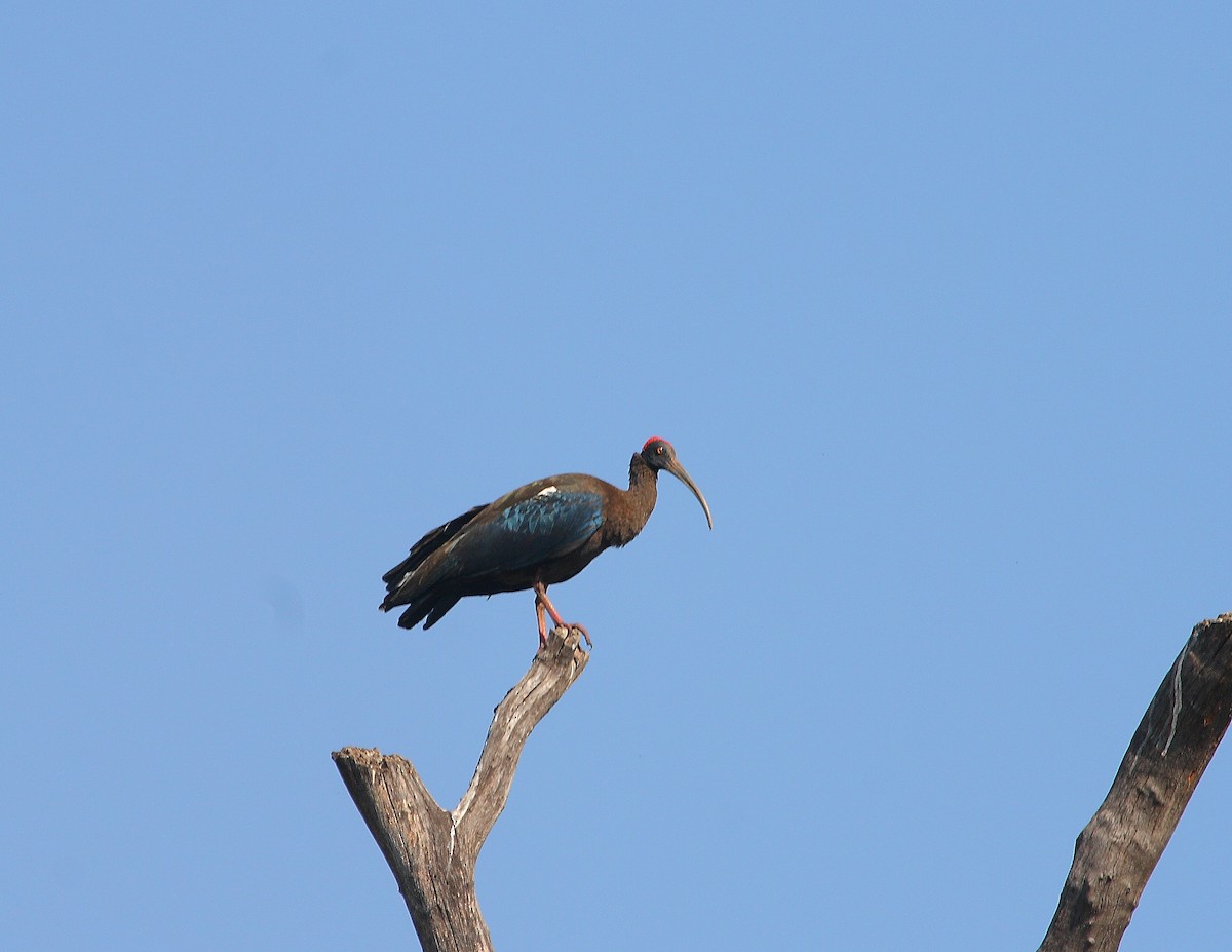 Red-naped Ibis - ML611935909