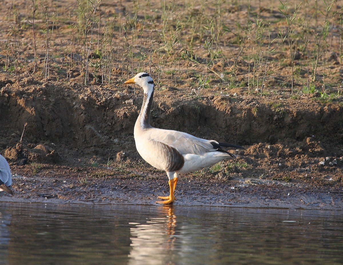 Bar-headed Goose - ML611935913