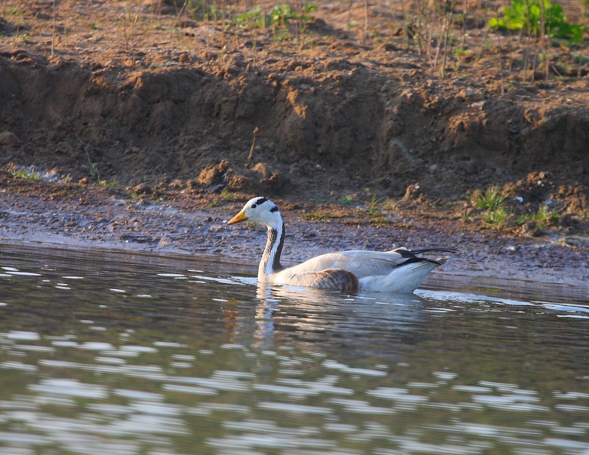 Bar-headed Goose - ML611935914