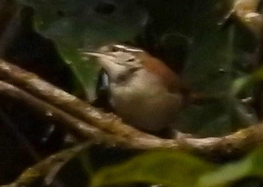 Rufous-and-white Wren - ML611935921