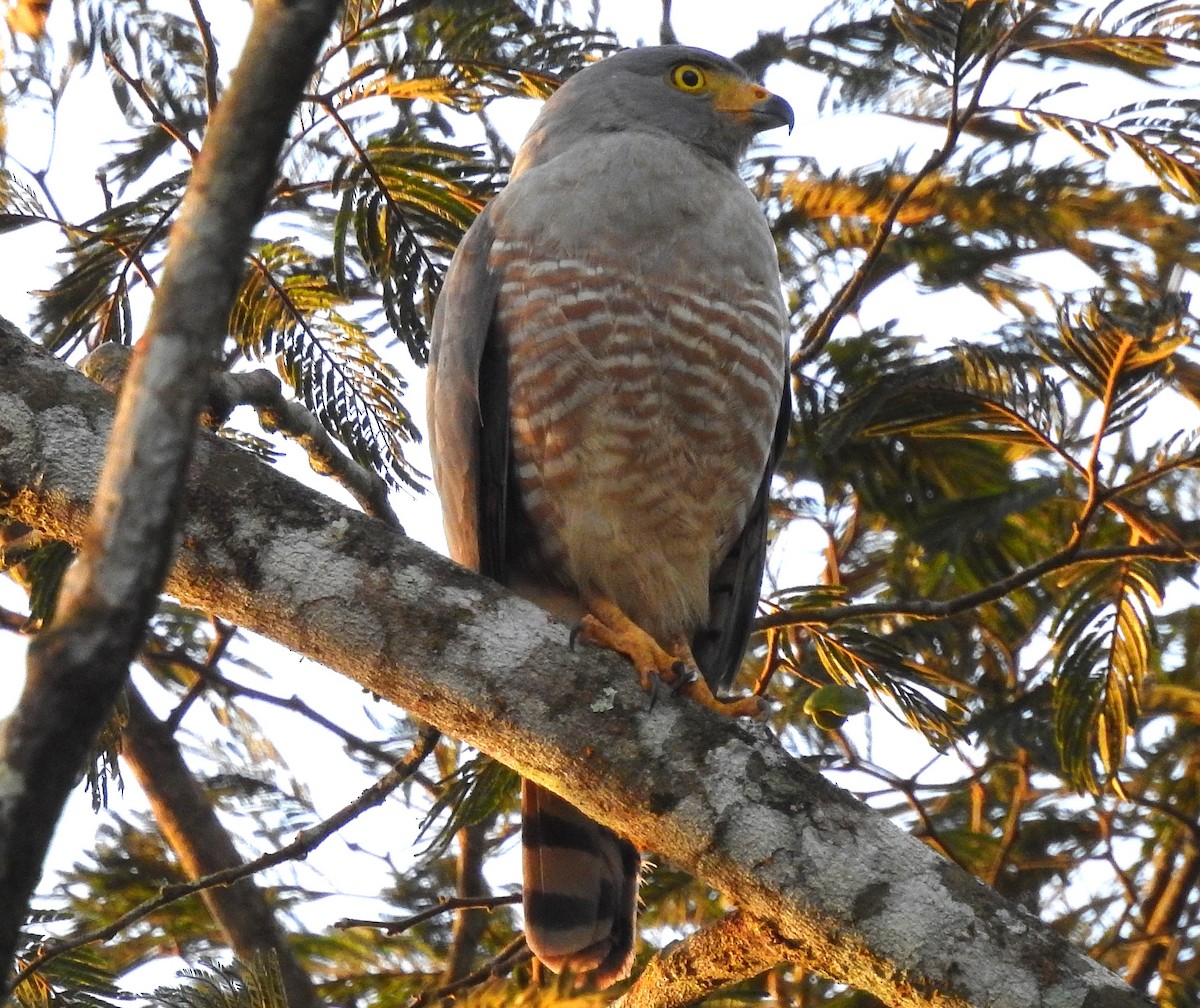 Roadside Hawk - ML611935951
