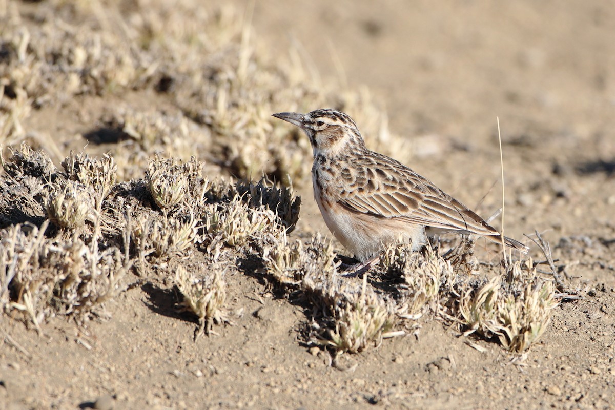 Short-tailed Lark - Ohad Sherer