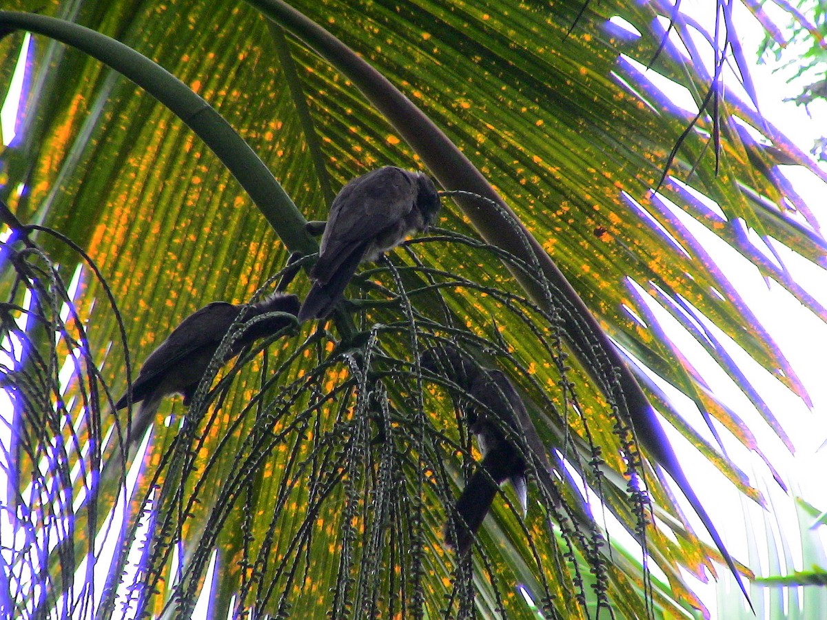 Loro de Seychelles - ML611935983