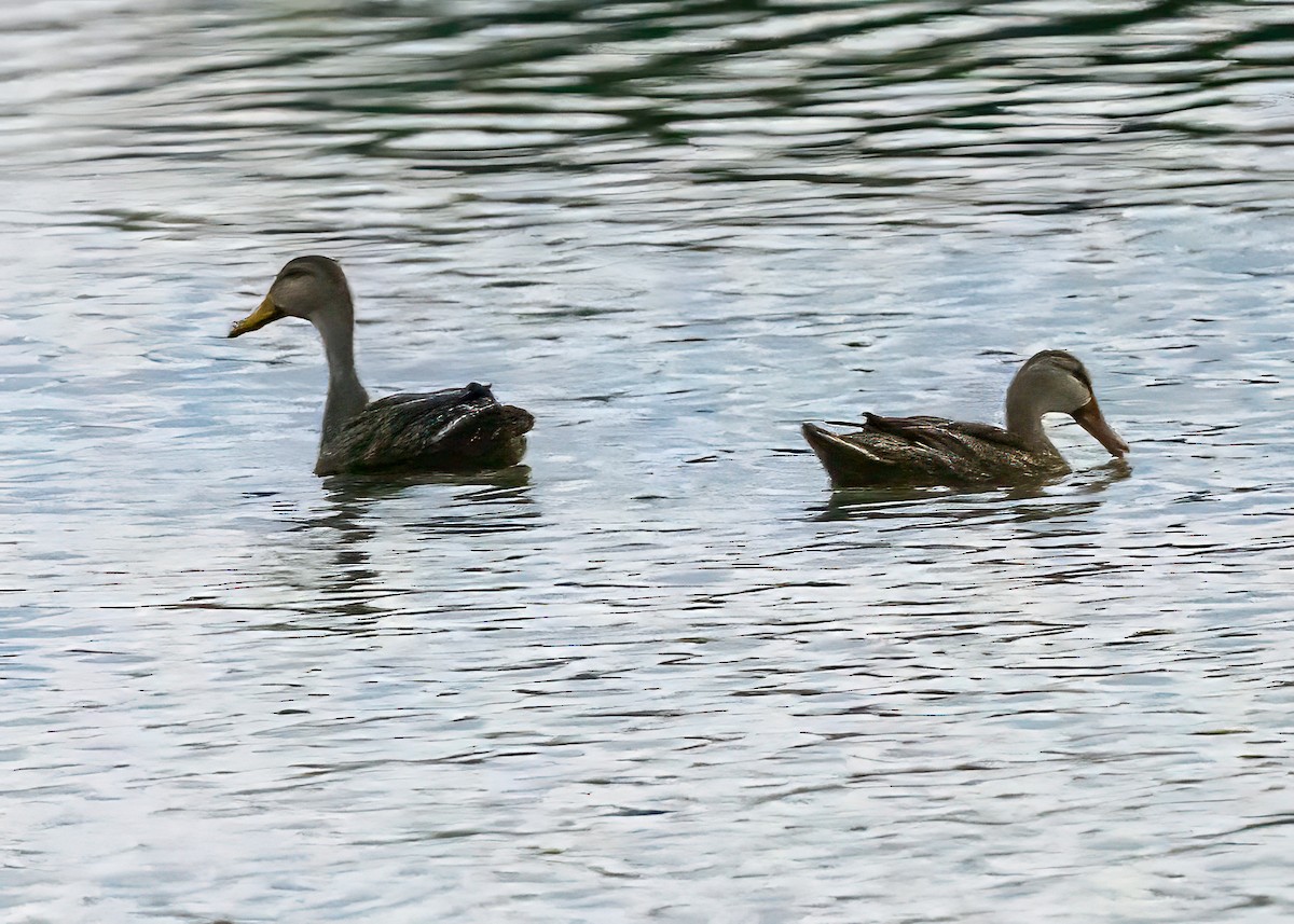 Mottled Duck - Clark Johnson