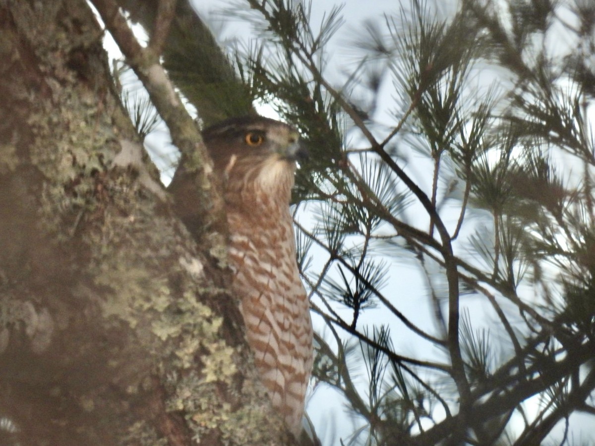 Cooper's Hawk - ML611936204