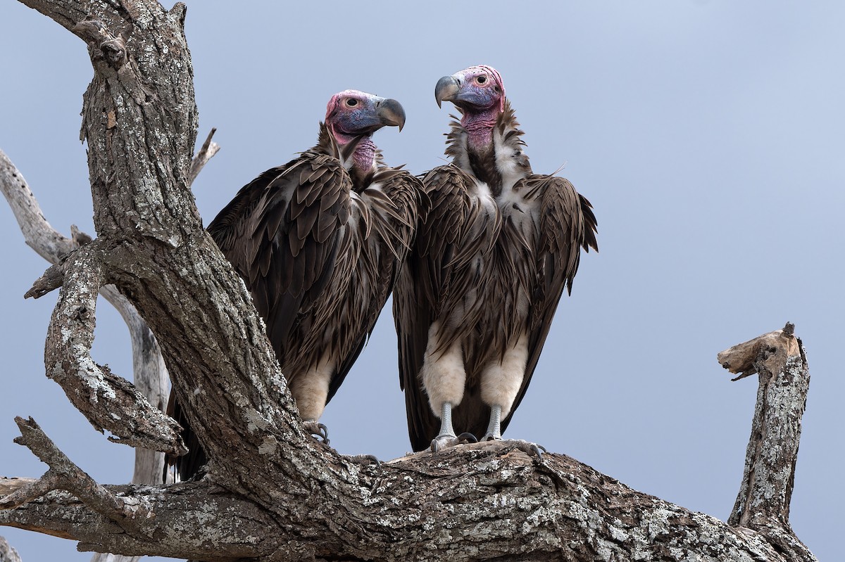 Lappet-faced Vulture - ML611936210