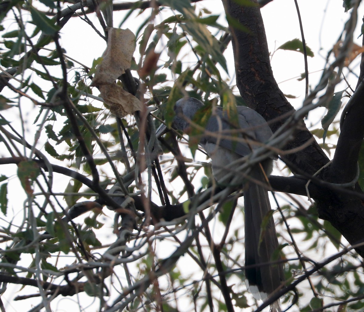 Indian Gray Hornbill - ML611936215