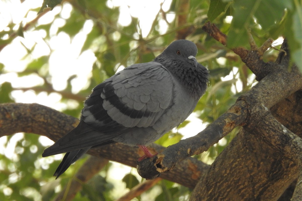 Rock Pigeon (Feral Pigeon) - David Kuster