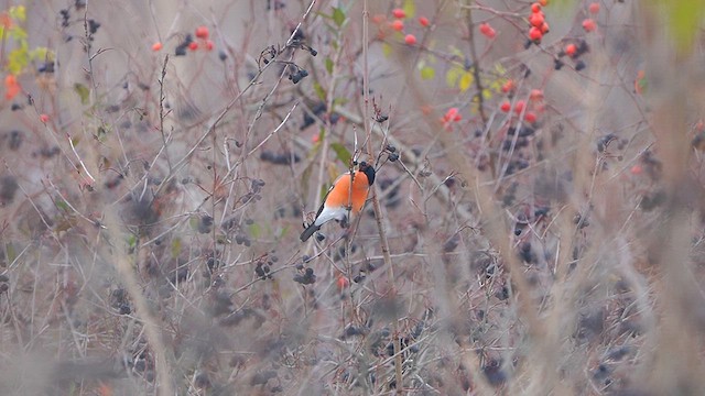 Eurasian Bullfinch - ML611936288