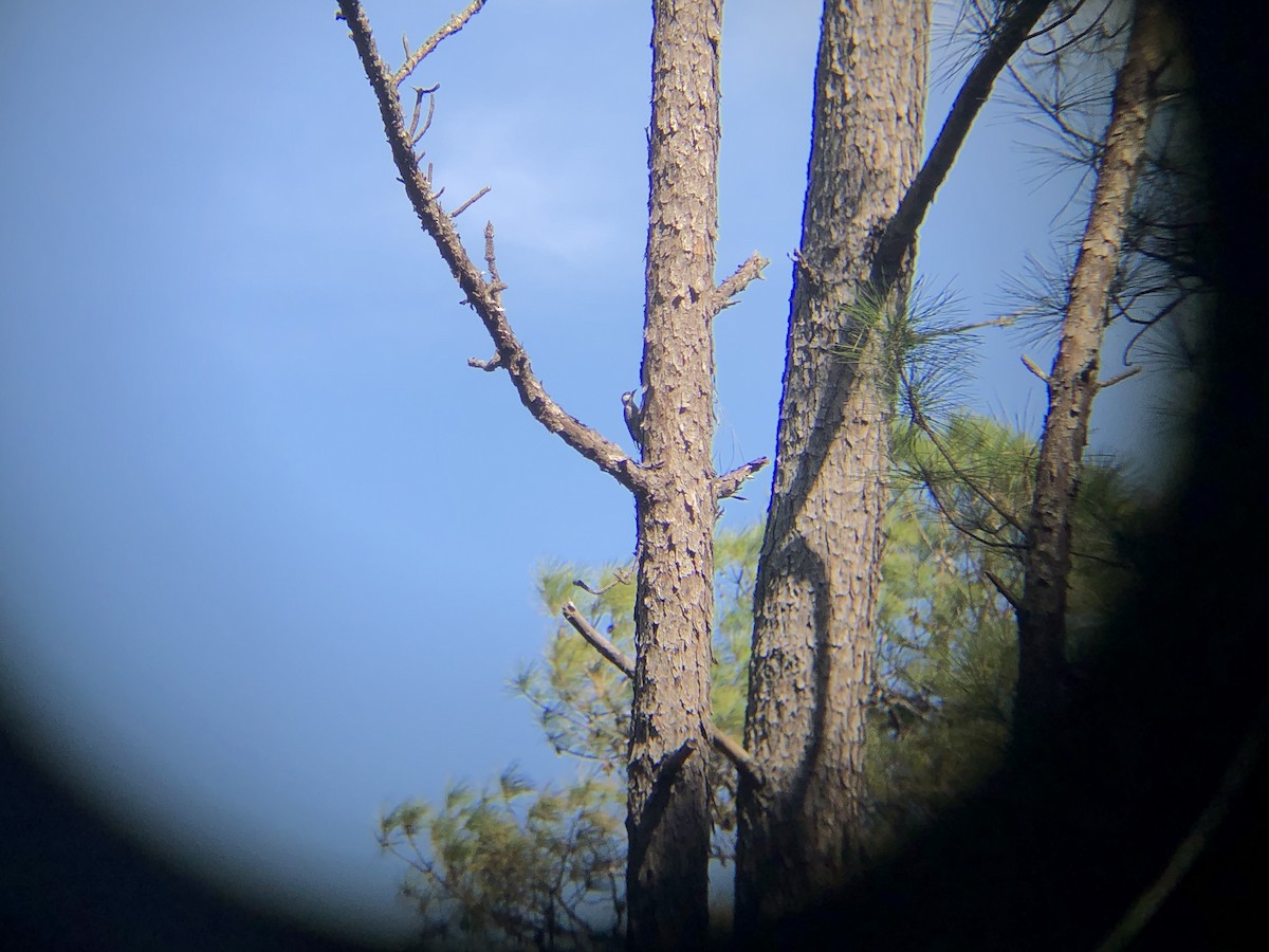 Red-cockaded Woodpecker - ML611936318