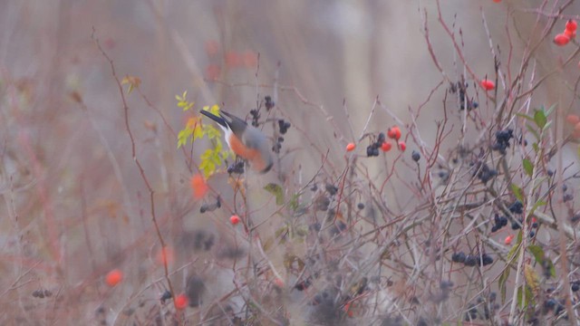 Eurasian Bullfinch - ML611936353