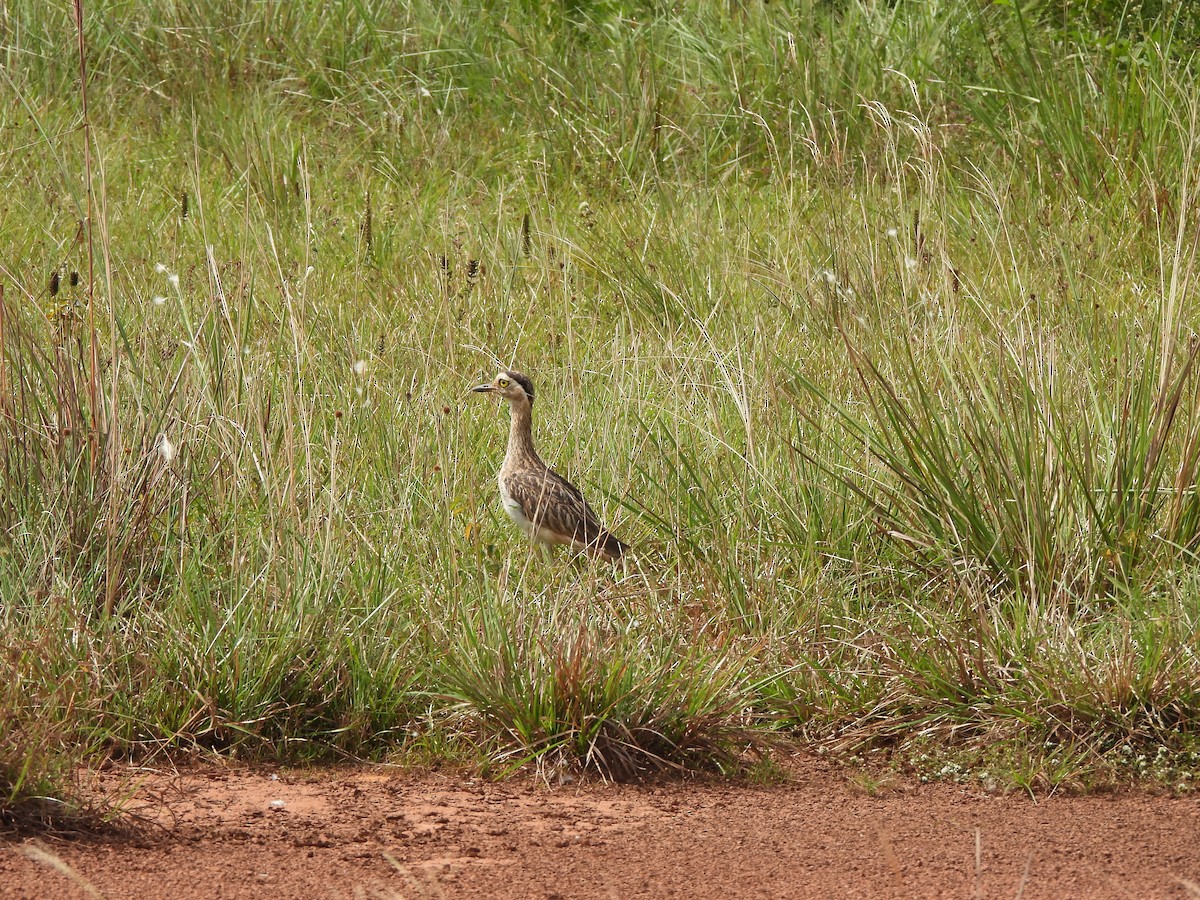 Double-striped Thick-knee - ML611936379