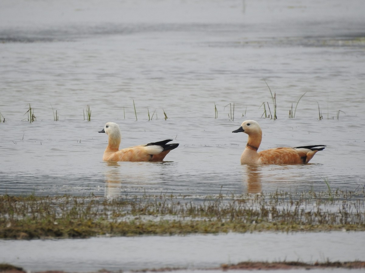 Ruddy Shelduck - ML611936416