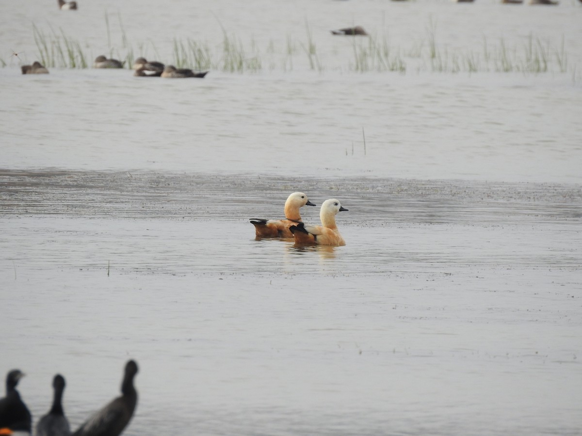 Ruddy Shelduck - ML611936417