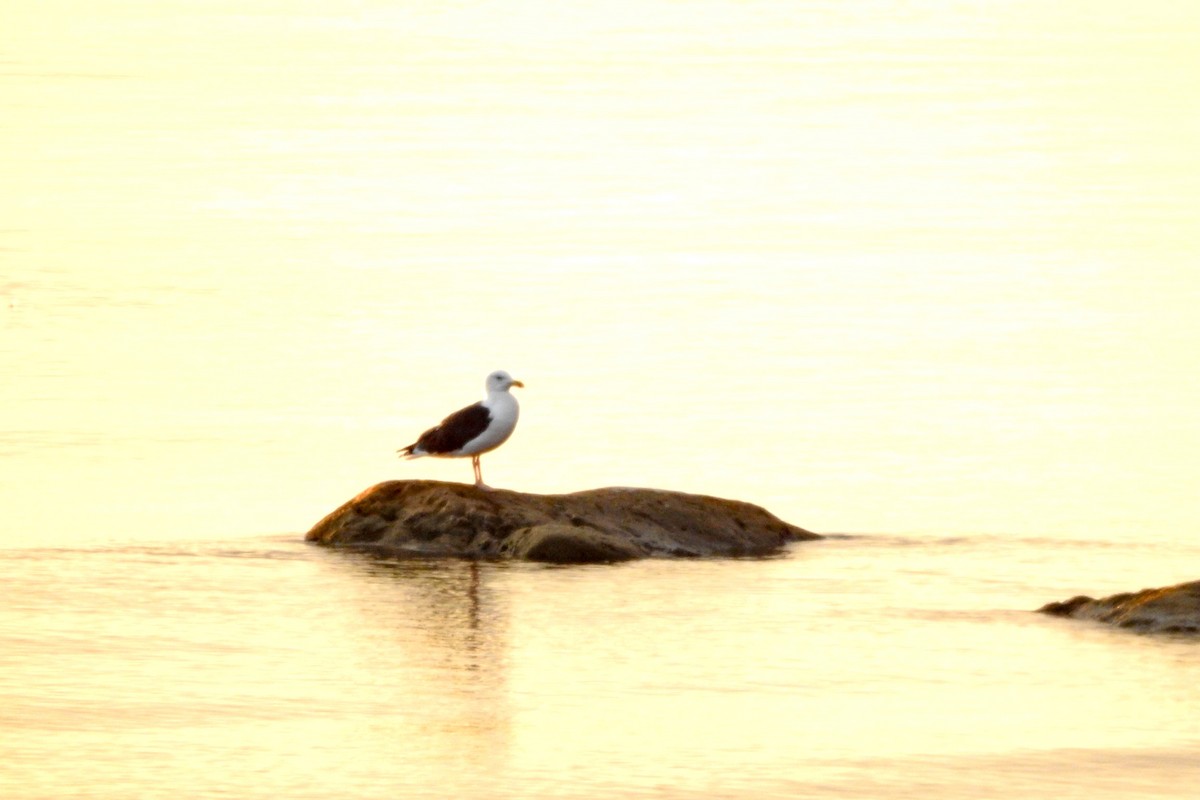 Great Black-backed Gull - ML611936429