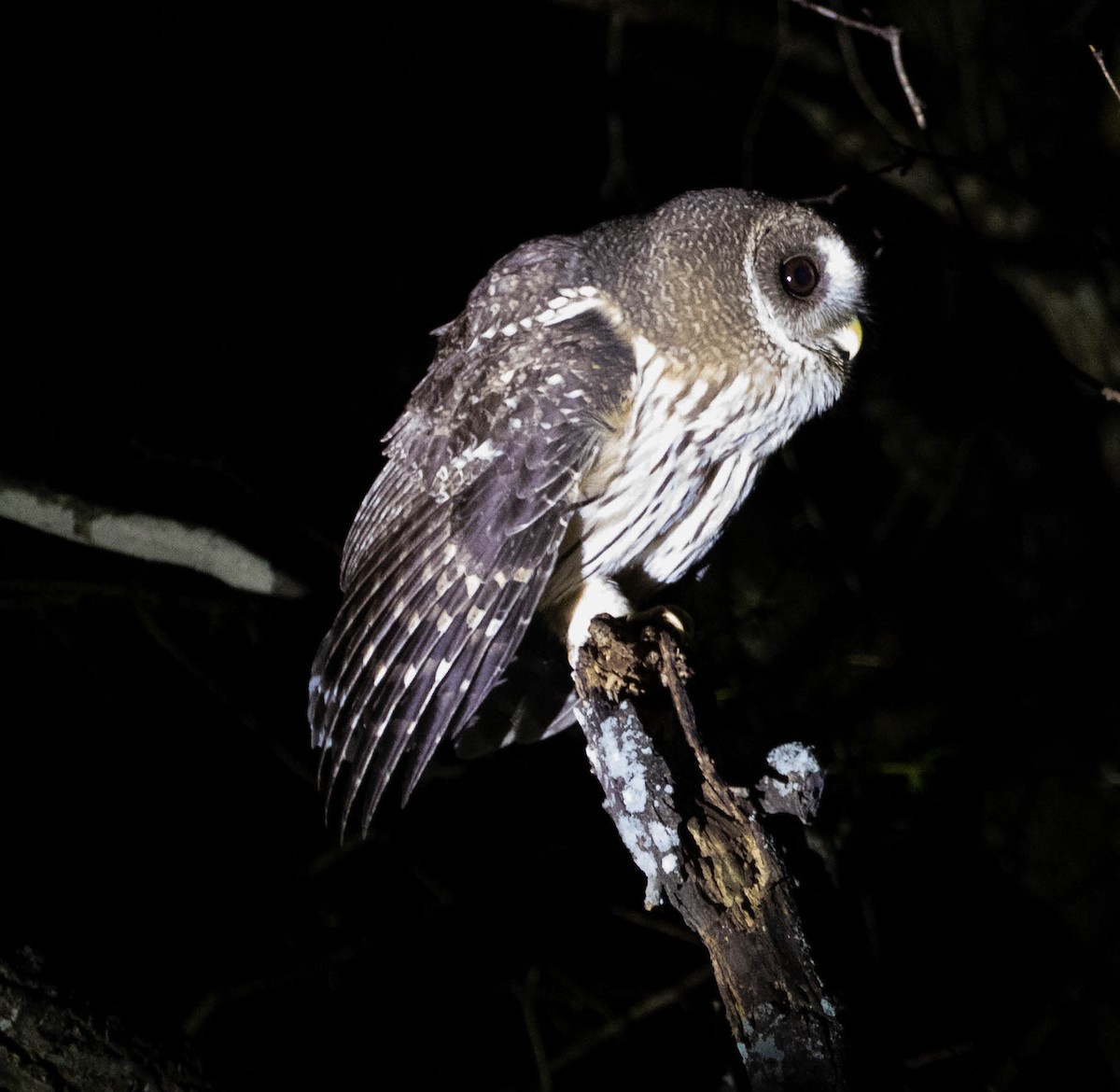 Mottled Owl (Mottled) - ML611936445