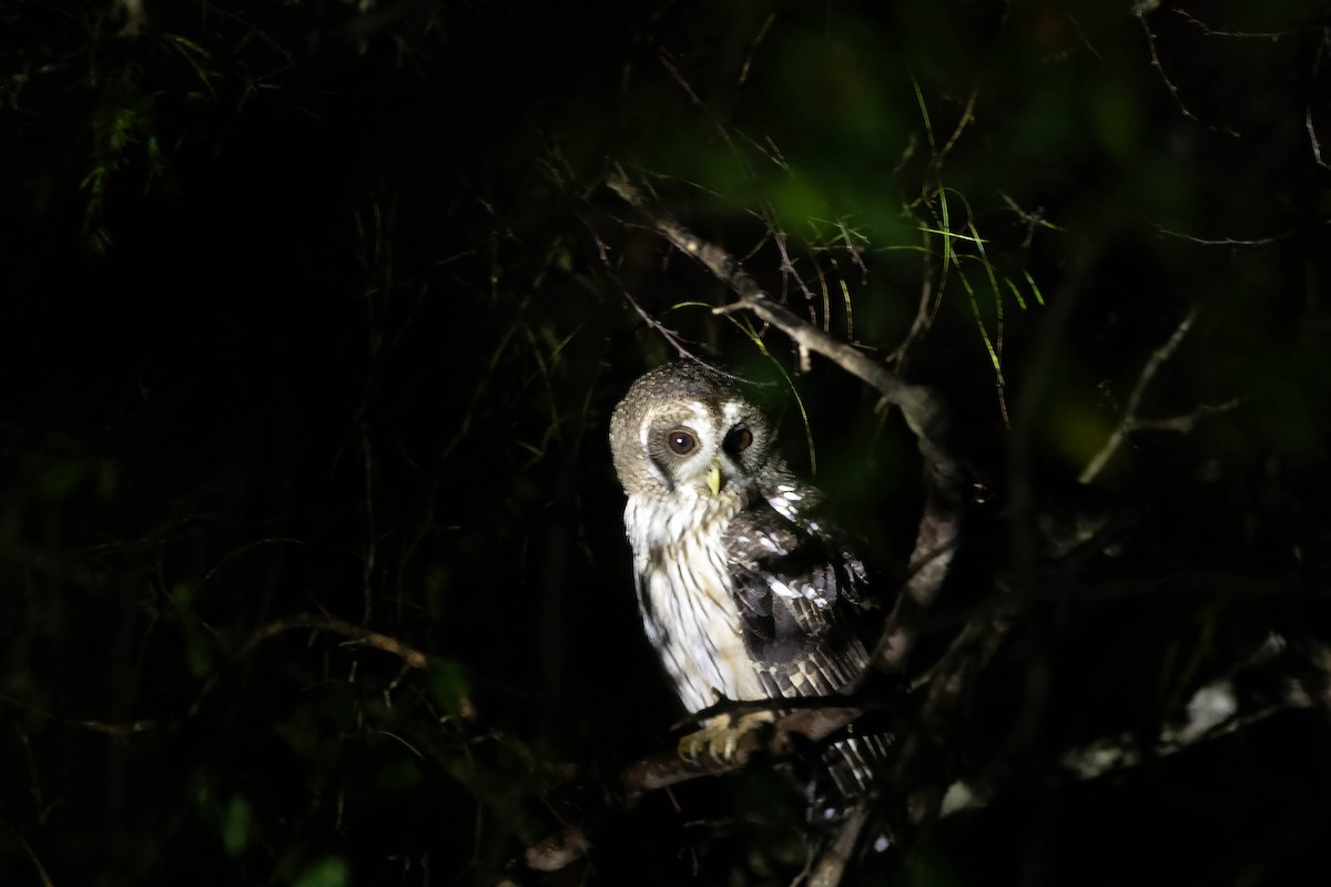 Mottled Owl (Mottled) - ML611936446