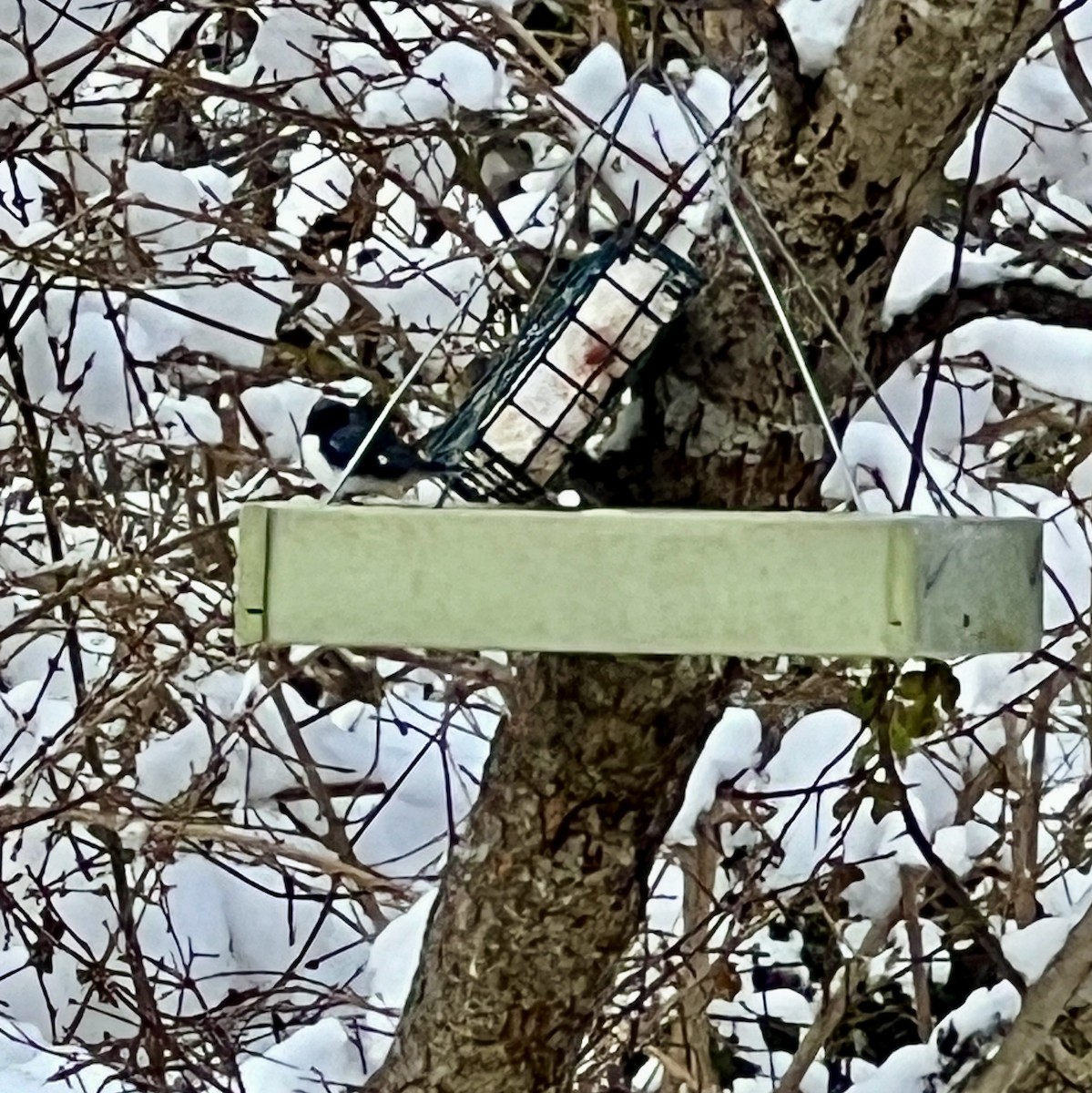 Black-throated Blue Warbler - ML611936506
