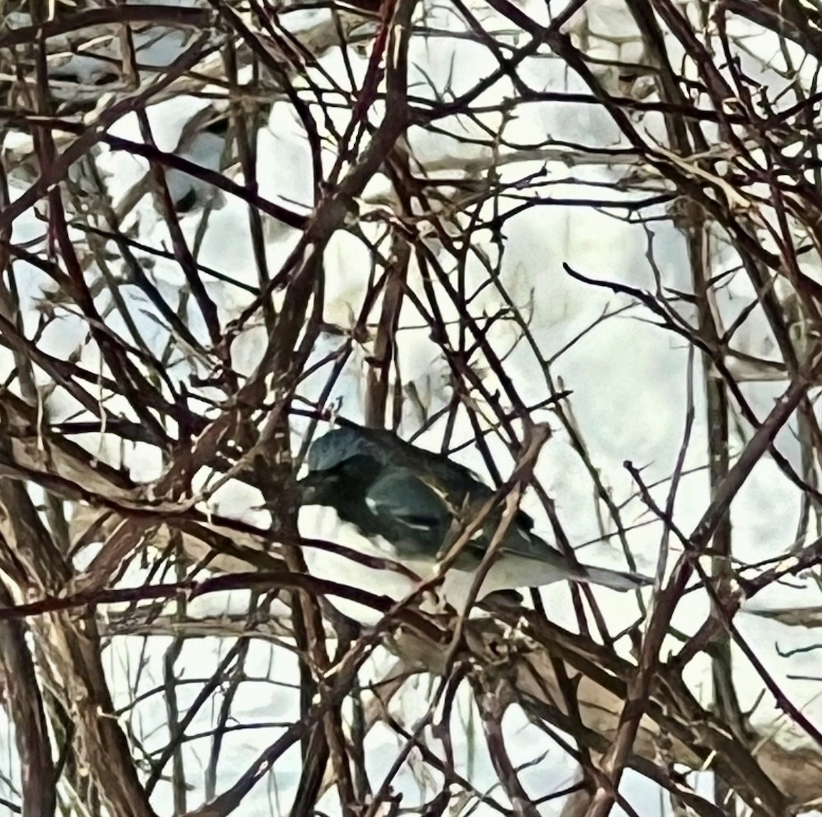 Black-throated Blue Warbler - ML611936507