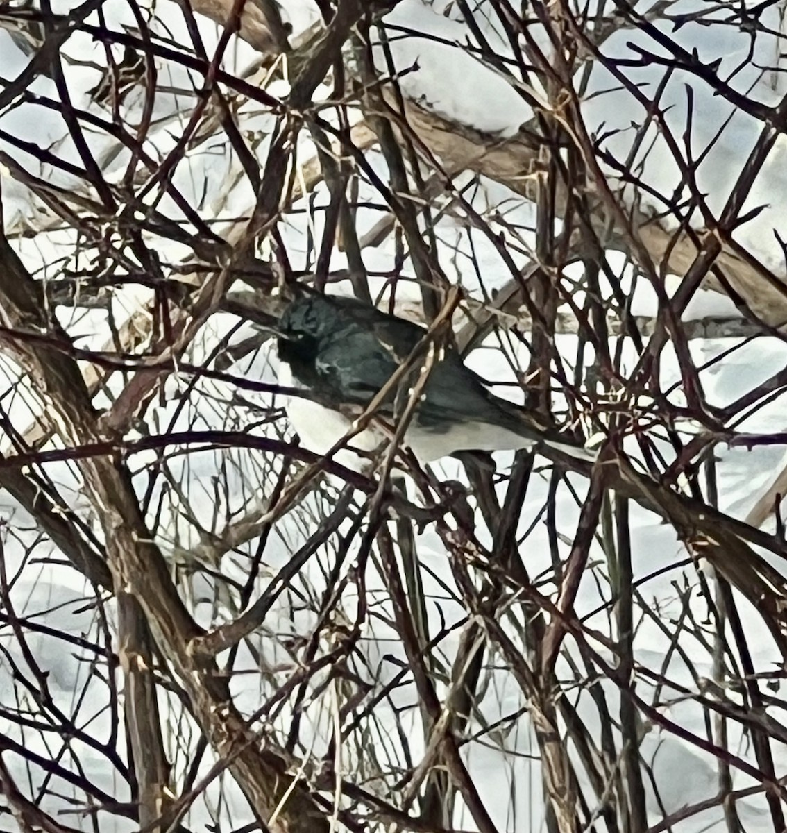 Black-throated Blue Warbler - ML611936508